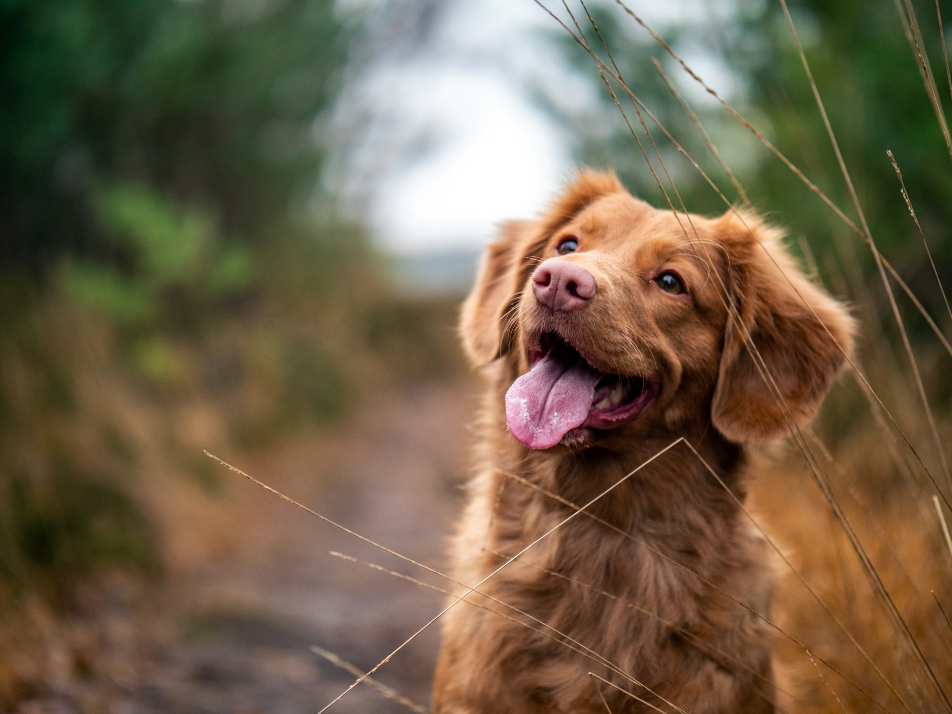 Happy dog with owner in nature